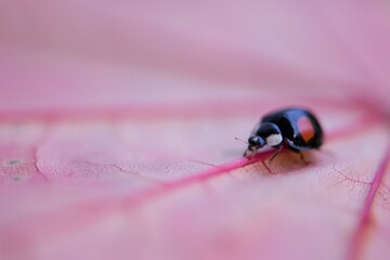Marienkäfer auf einem rosa Blatt