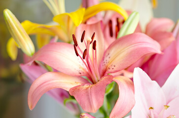 Bouquet of yellow and pink lilies close-up in daylight