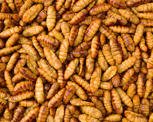 Silkworm pupae