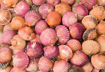 lots of scallop sea shells piled together background