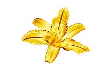 One golden lily flower white background isolated close up, beautiful single gold metal lilly, shiny yellow metallic floral pattern, decorative design element, elegant luxury decoration, illustration