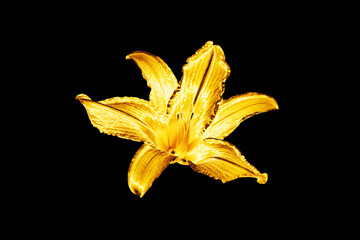 One golden lily flower black background isolated close up, beautiful single gold metal lilly, shiny...
