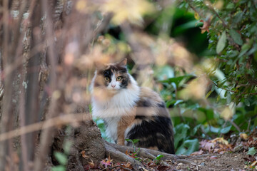 見つめる三毛猫