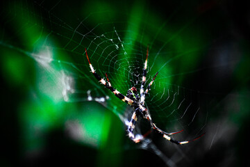 spider on web