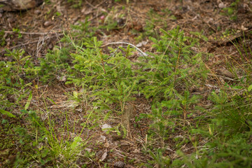 young Christmas trees in the forest, selective focus