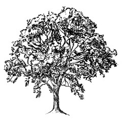 mature deciduous tree, black and white drawing on a white background (with clipping path)