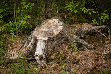 an old tree stump in the forest, selective focus