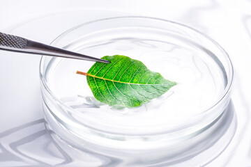 Green fresh natural leaf in laboratory dish, tray