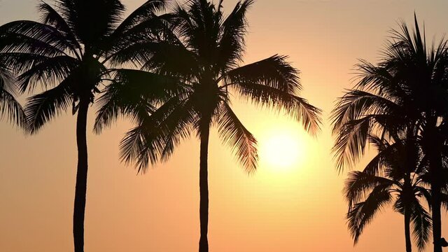 Low angle of golden sunset through palm tree branches silhouette. Slow-motion