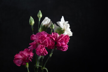 raspberry and white carnations on a black background. Low key photo and Copy space.