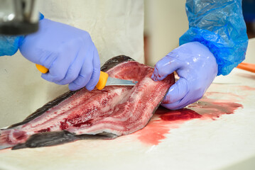 Cut fish fillet in a fish shop, chef cutting red fish in the kitchen