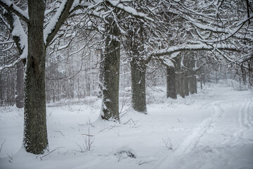 A path between trees covered with snow.
