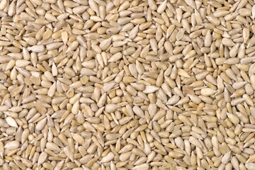 Peeled sunflower seeds pile background 