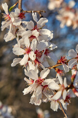 Blossom tree and nature background, sunset colors