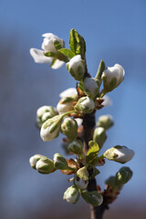 Close up white cherry blossom tree in the spring