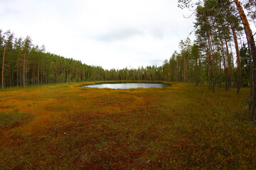 small lake in the middle of the forest