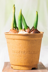 tulip bulbs in a biodegradable container. Green plants in fiber pot.  Ecologic biodegradable material concept. gardening without plastic 