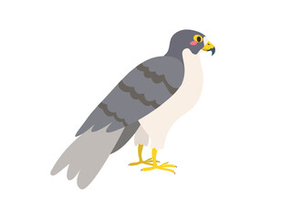 falcon