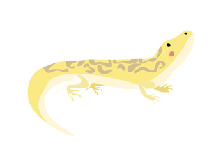 gecko