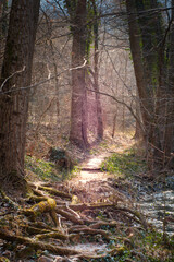 Enchanted forest - majestic morning light on forest trail in Sokobanja resort of Serbia