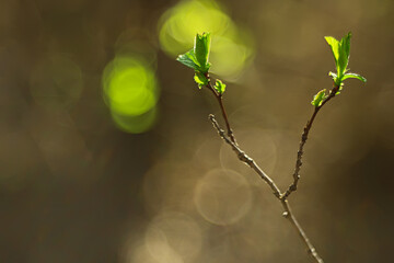 branches of young green leaves and buds, seasonal background, april march landscape in the forest