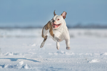 American bulldog free run in snow field