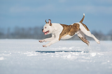 American bulldog free run in snow field