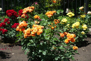 Fototapeta na wymiar Orange, red and yellow flowers of roses in the garden in June