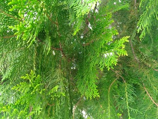 branches of a pine