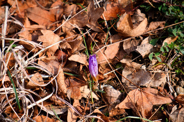 First spring flowers in Serbia - violet crocus petal in the forest of Sokobanja