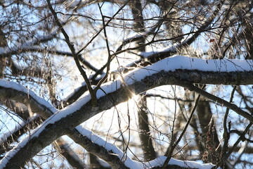 Wintersonne