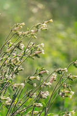 Flowers of soapwort officinalis on a sunny spring meadow. Perennial plant and traditional medicine