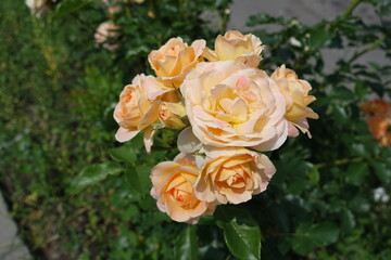 Flowers of light orange rose in May