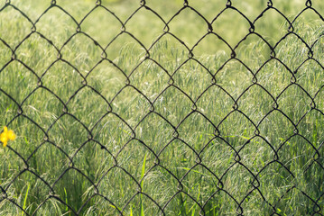 Wild green field and old mesh netting