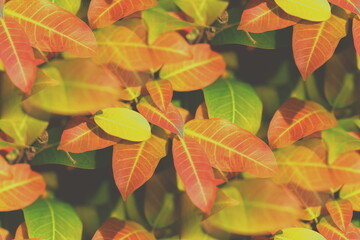 Colorful young leaves background, as the natural foliage textured and leaf background
