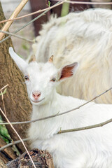 Obraz premium Cute white kid close up. The head of an animal with large yellow eyes, ears and horns. Cattle grazing. Pasture on a sunny summer day