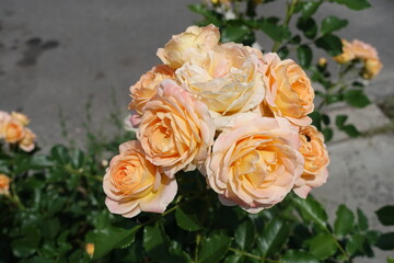 Peach colored flowers of rose in May