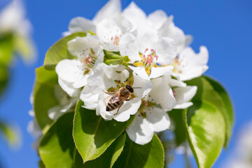 bee on white apple tree flower on blue sky background