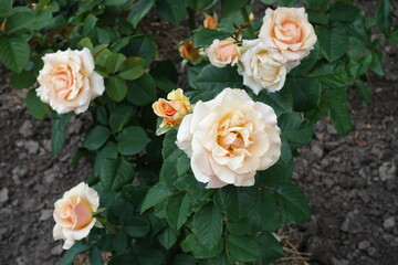 Obraz na płótnie Canvas Rose bush with light beige flowers in July