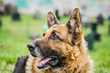 Portrait of a German Shepherd, Novi Sad, Serbia 