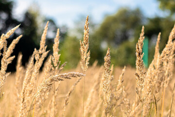 Rosnące zboże  w parku. © Miosz