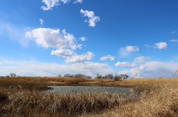 初春の河川敷　渡良瀬　風景