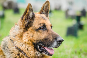 Portrait of a German Shepherd, Novi Sad, Serbia 