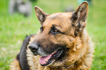 Portrait of a German Shepherd, Novi Sad, Serbia 