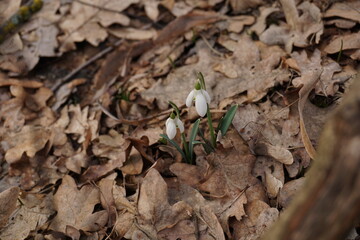 Little snowdrops captured in the forest