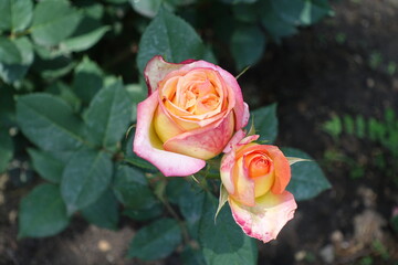 Pair of pink and yellow flowers of roses in June