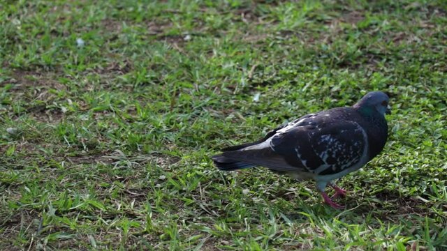 Colored pigeon perched on green grass looking for food