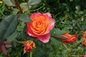 Two buds and flower of pink and orange rose in July