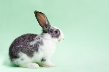 little baby rabbit, bunny, rodent on a green background. happy easter concept. copy space, place for text