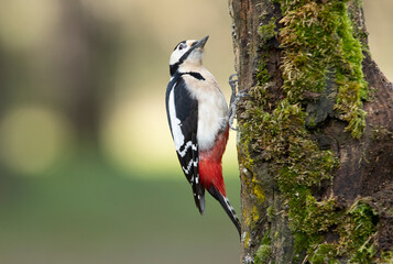 Female Great spotted woodpecker with last daylight in a pine and oak forest